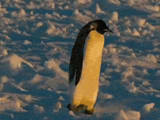 A gif of a penguin falling down